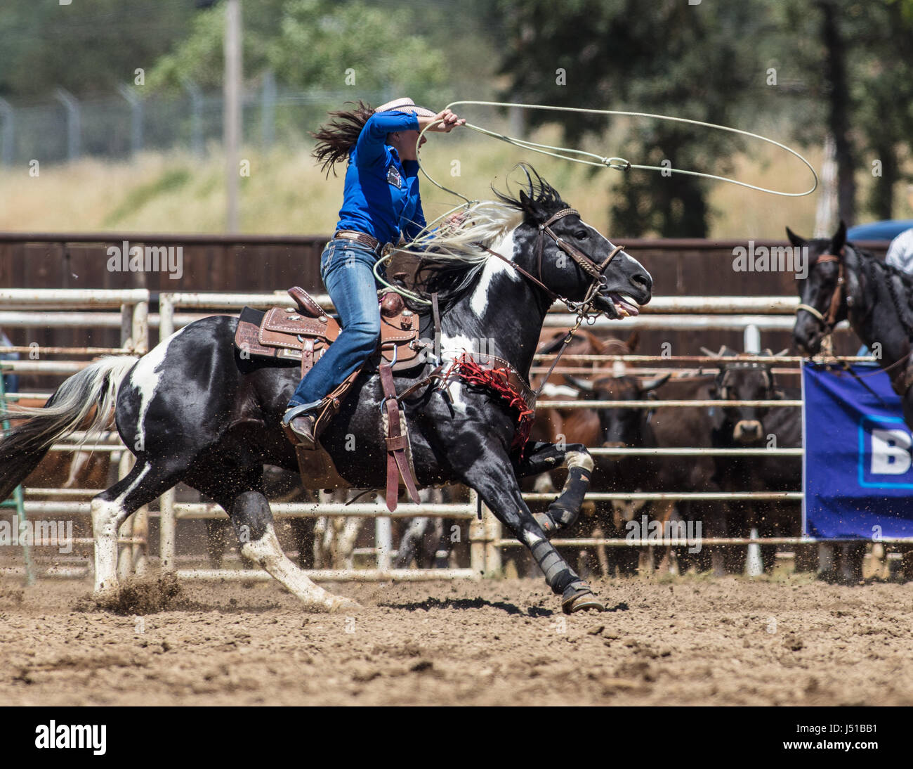 Cowgirl roping calf hi-res stock photography and images - Page 2 - Alamy