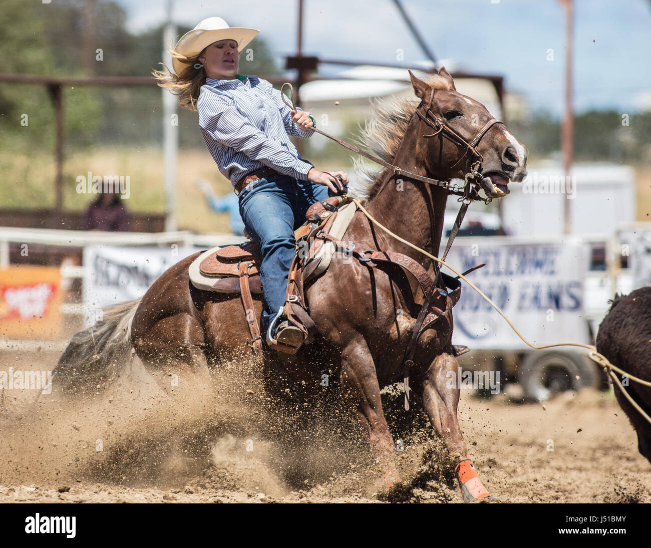 Calf Roping at the Cottonwood Rodeo in California Stock Photo - Alamy