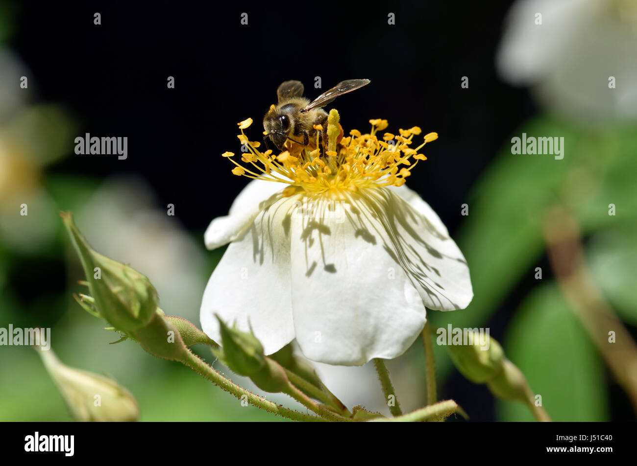 Bee collecting pollen on rosa canina wild flower Stock Photo