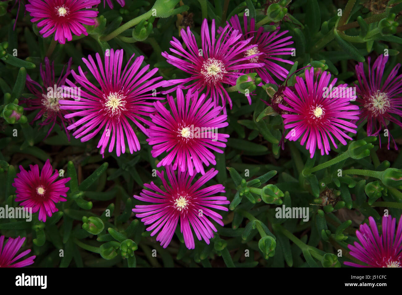 Pink Flowers of Hardy Ice Plant Delosperma cooperi Stock Photo