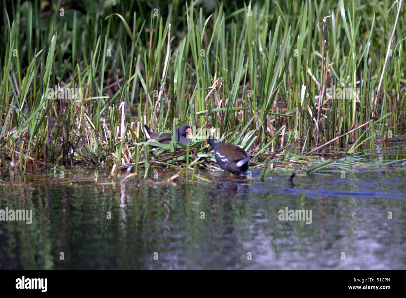 two moorhens building a nest on the Forth and Clyde canal Stock Photo