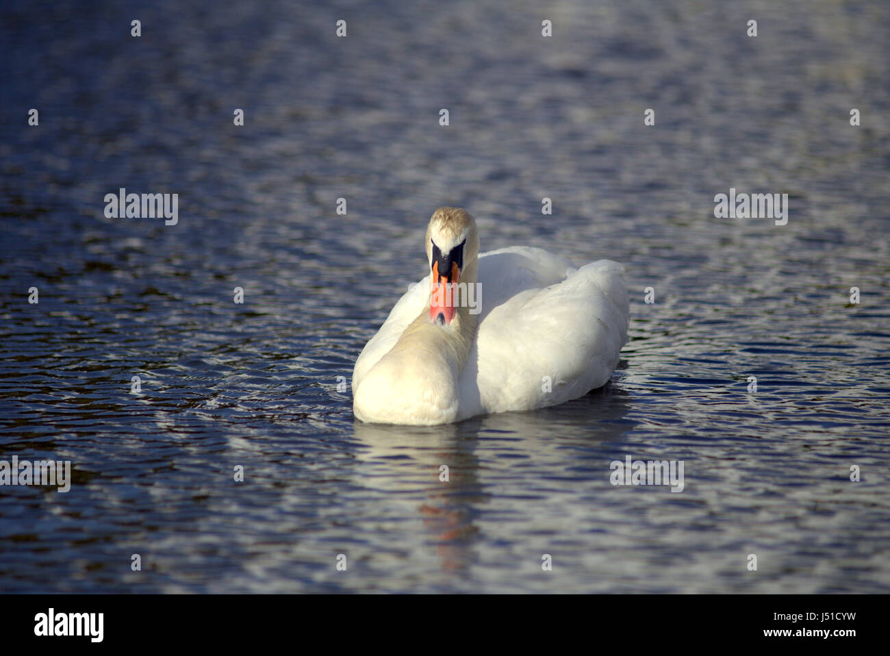 Swan on the Forth and Clyde canal Stock Photo