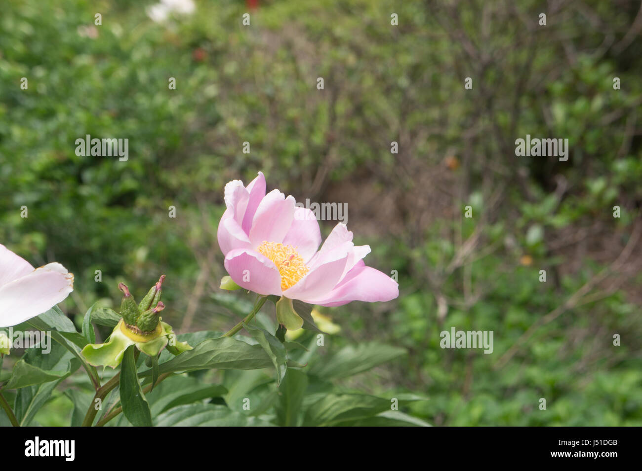 Flower power Stock Photo