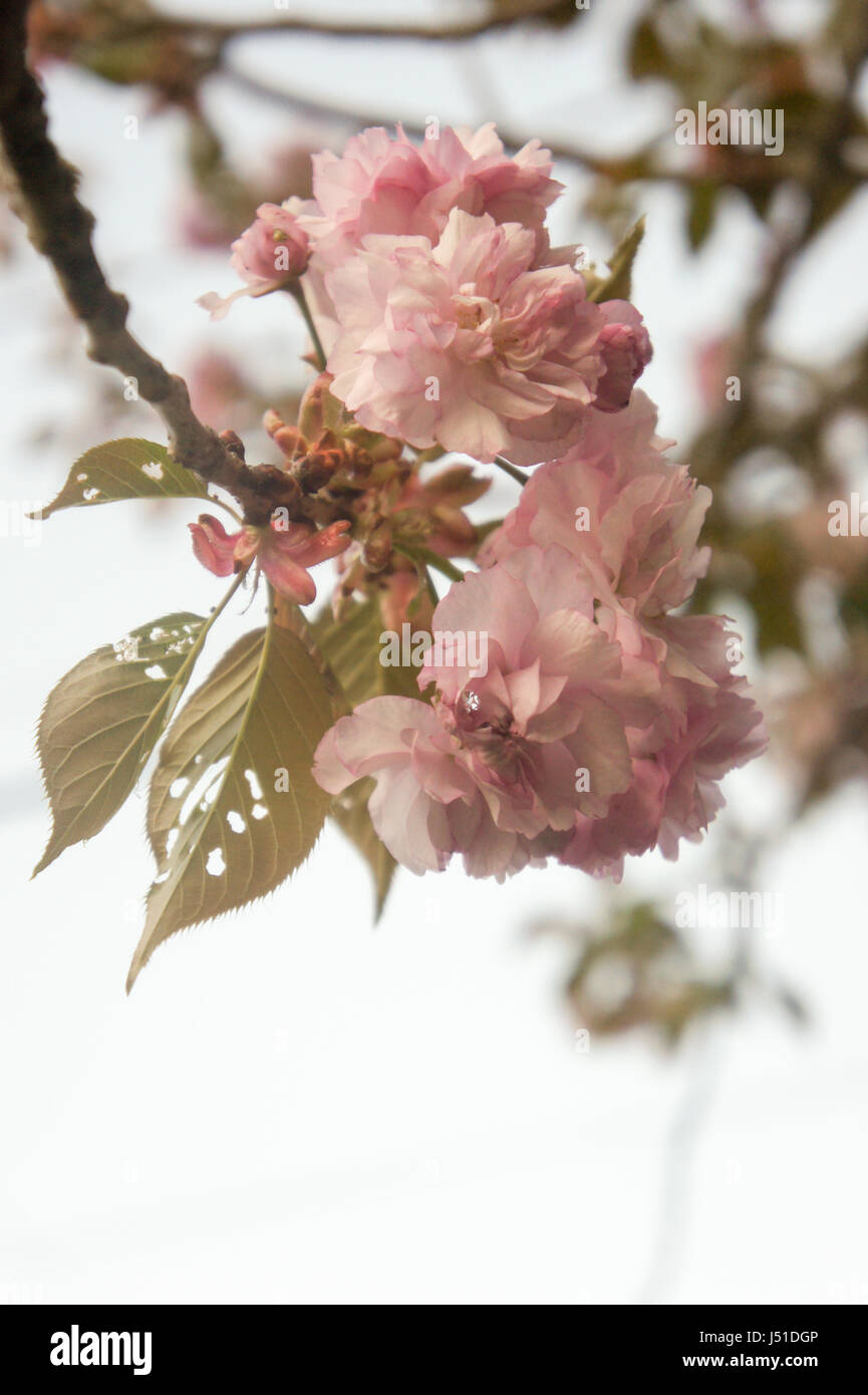 cherry blossom Stock Photo
