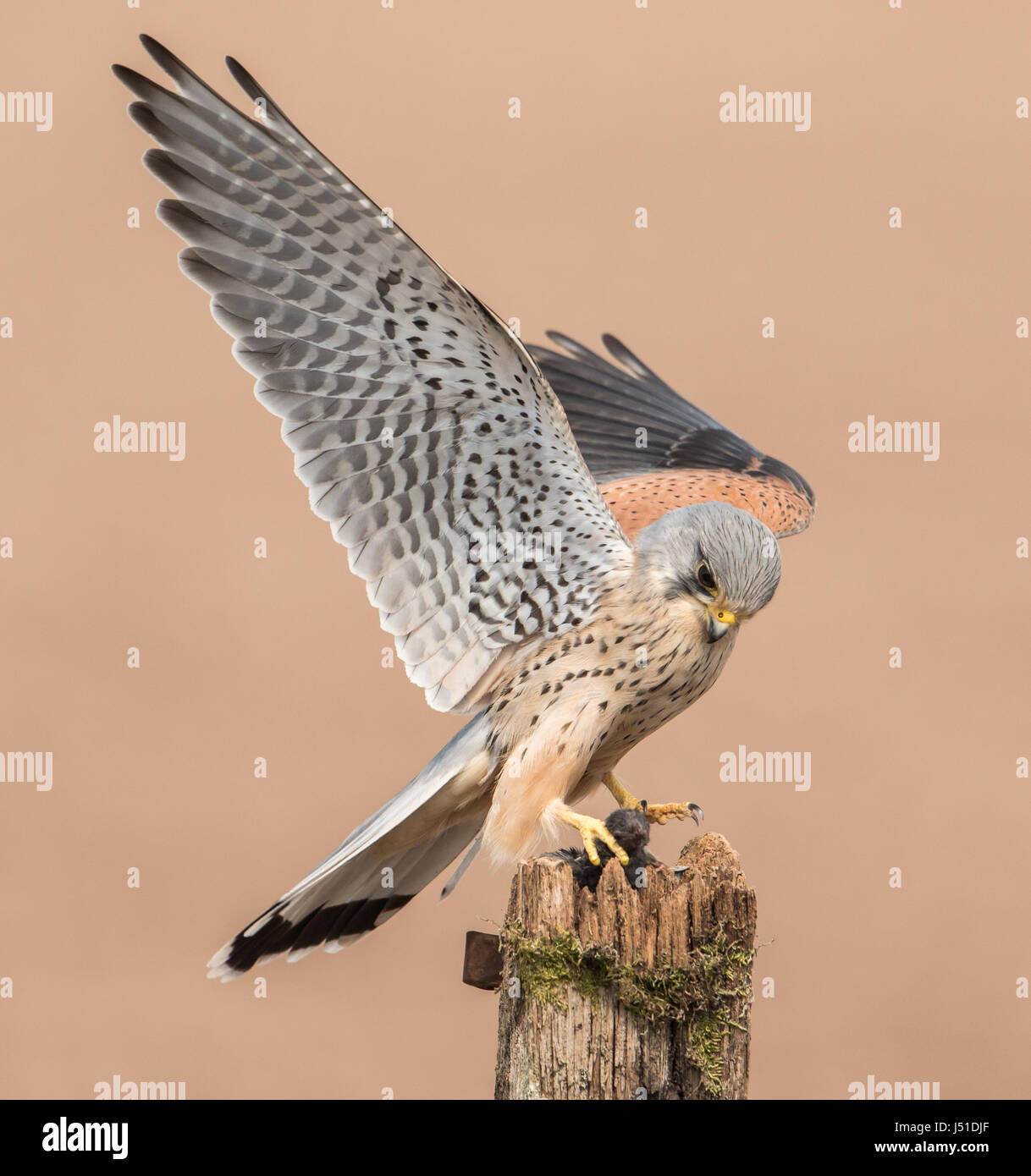 kestrel Stock Photo