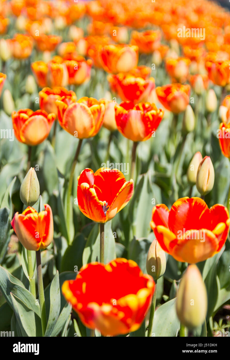 colorful and beautiful tulips in the park Stock Photo - Alamy