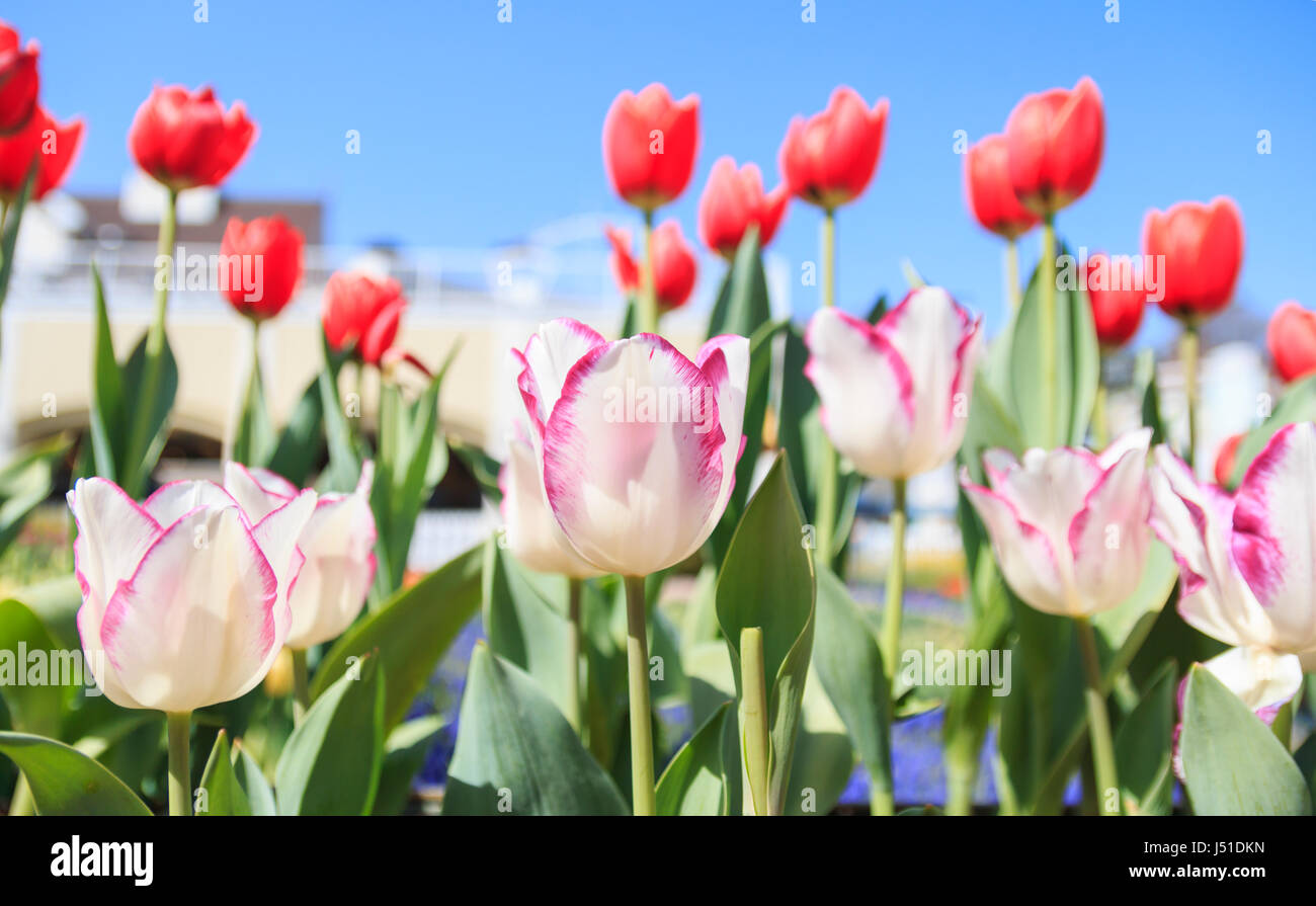 colorful and beautiful tulips in the park Stock Photo - Alamy
