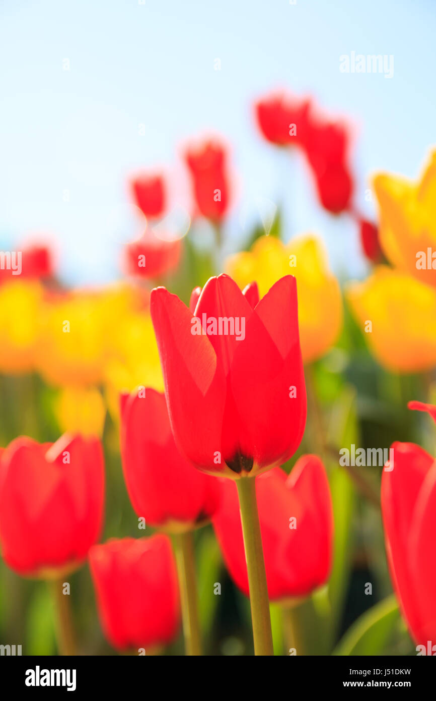 colorful and beautiful tulips in the park Stock Photo - Alamy