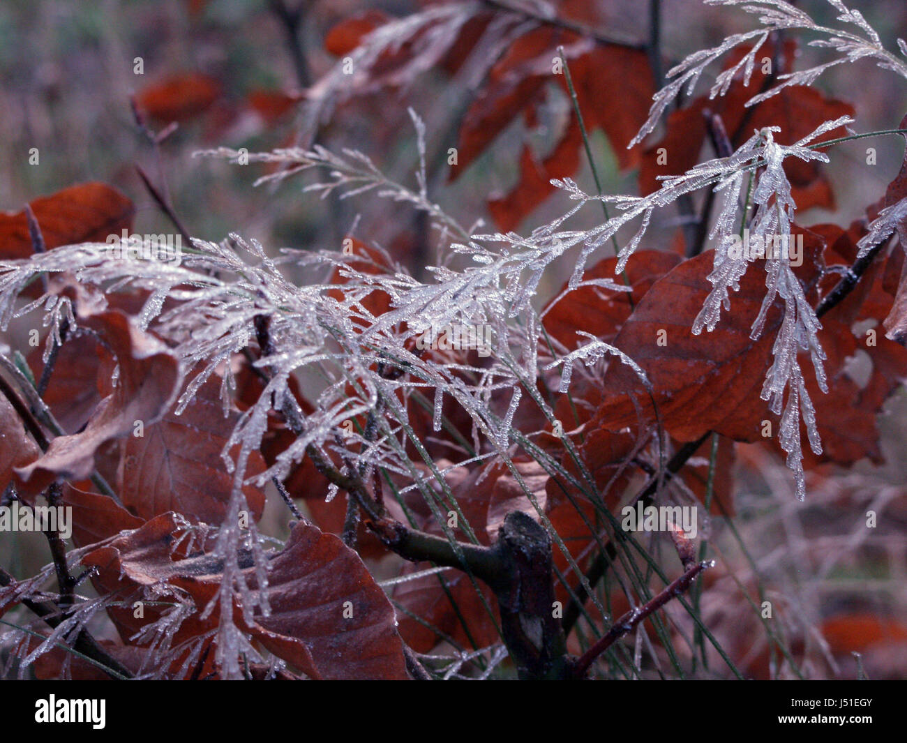 winter,eis gefrorenes Stock Photo