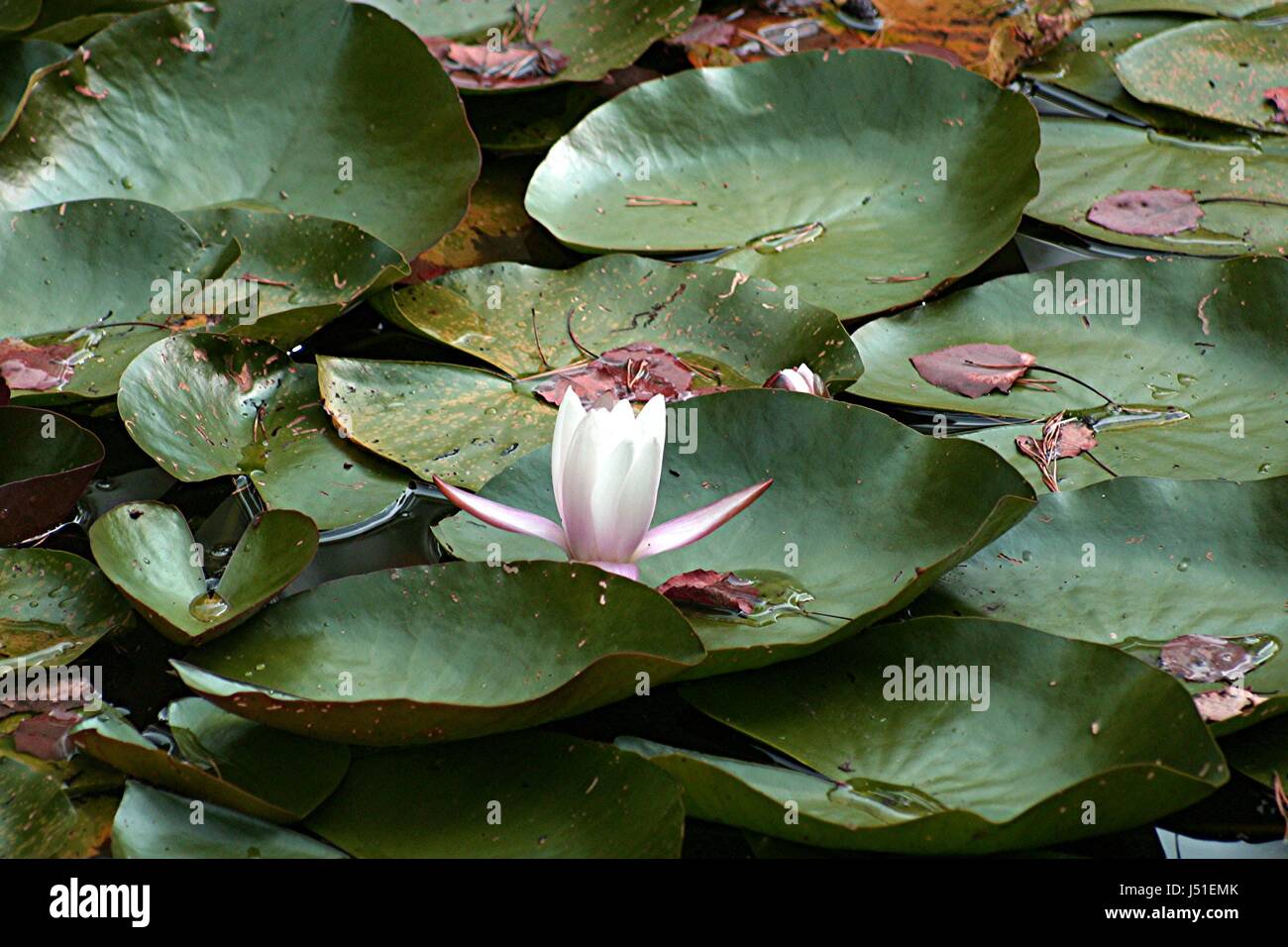 flower,plant,water lily,see blte Stock Photo