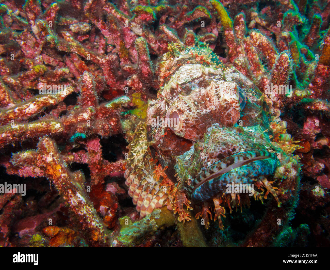 a scorpion fish camouflage on broken coral Stock Photo