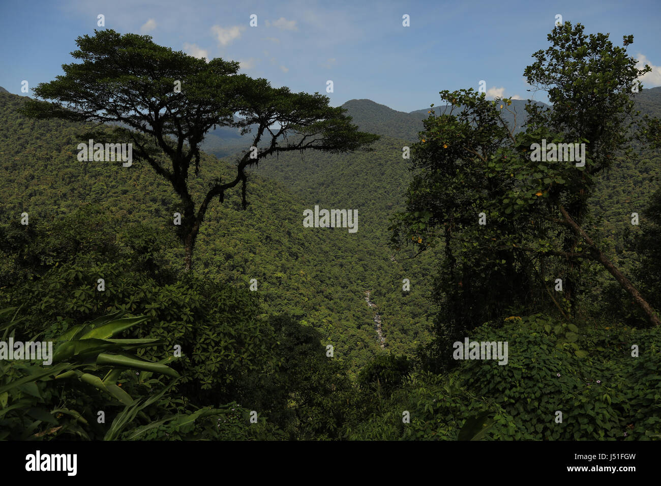 Tropical rain forest landscape, Costa Rica, Central America. Stock Photo