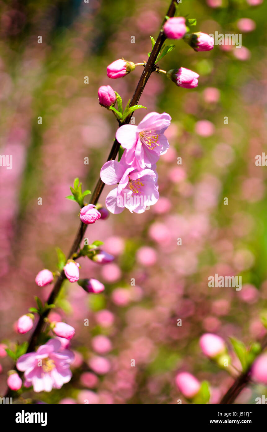 Branch with beautiful pink flowers of Amygdalus triloba bush at spring closeup Stock Photo