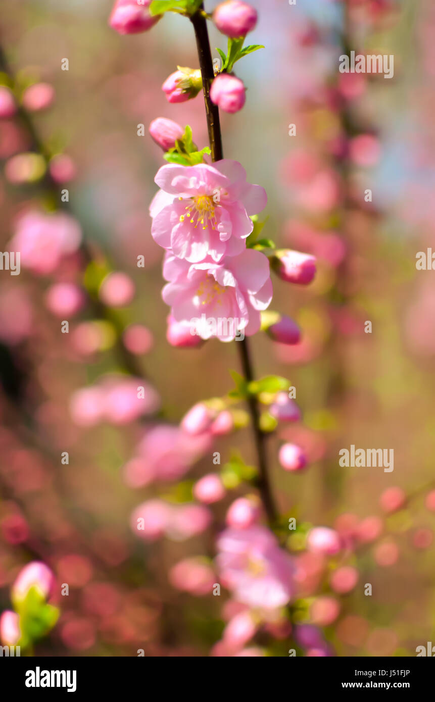 Branch with beautiful pink flowers of Amygdalus triloba bush at spring closeup Stock Photo