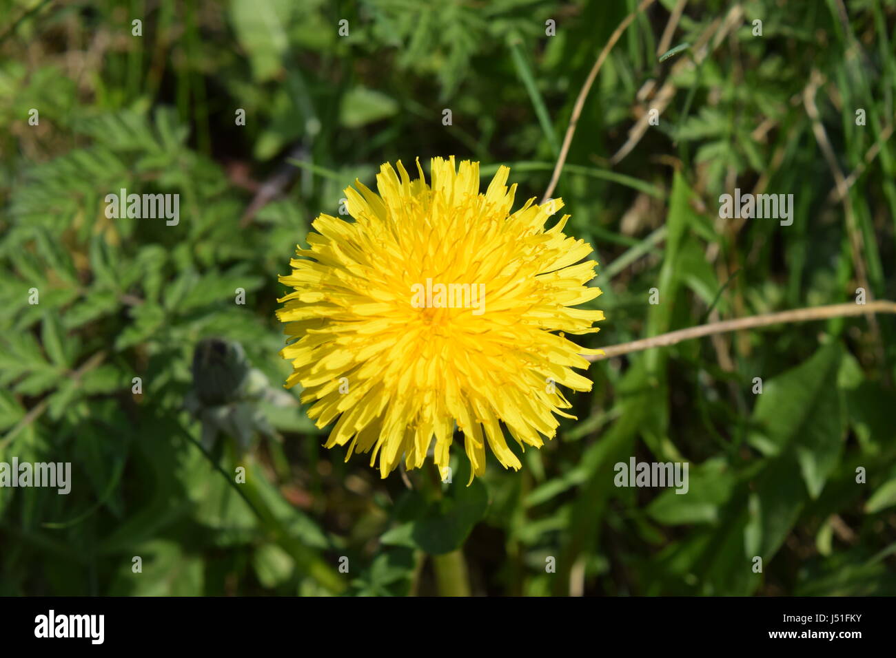 Dandelion in sun hi-res stock photography and images - Alamy