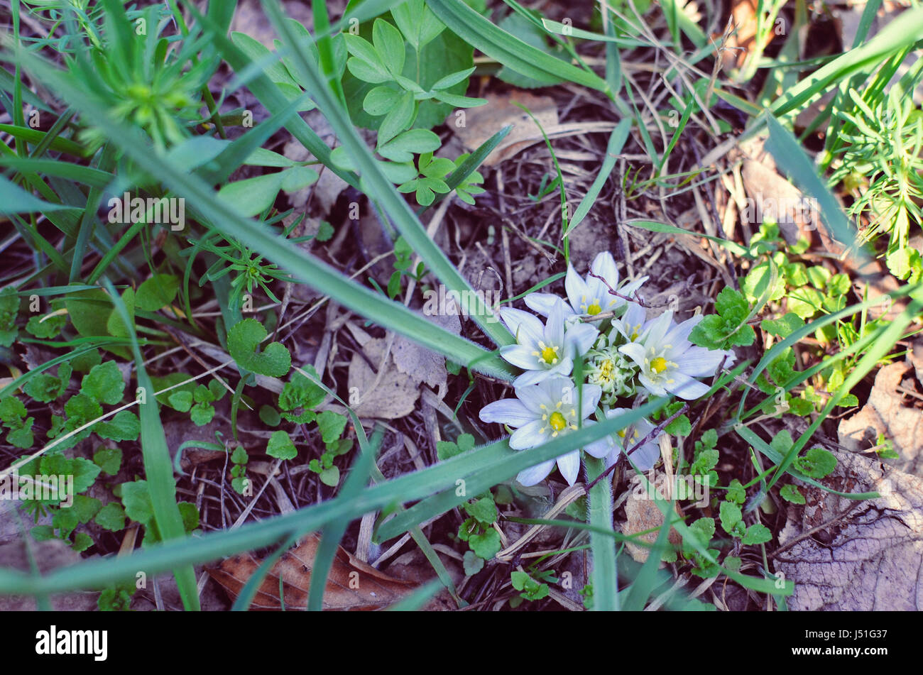 Close-up of white flowers of Star of Bethlehem Ornithogalum plant with  green lance-shaped leaves Stock Photo - Alamy