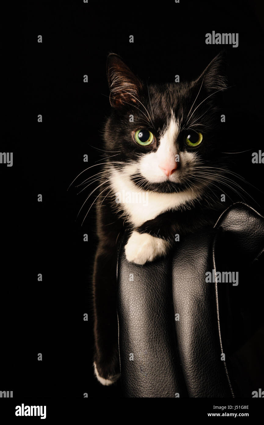 Black And White Cat With Serious Look And Green Eyes Lies On A Chair Concept About Pets And Animals Stock Photo Alamy