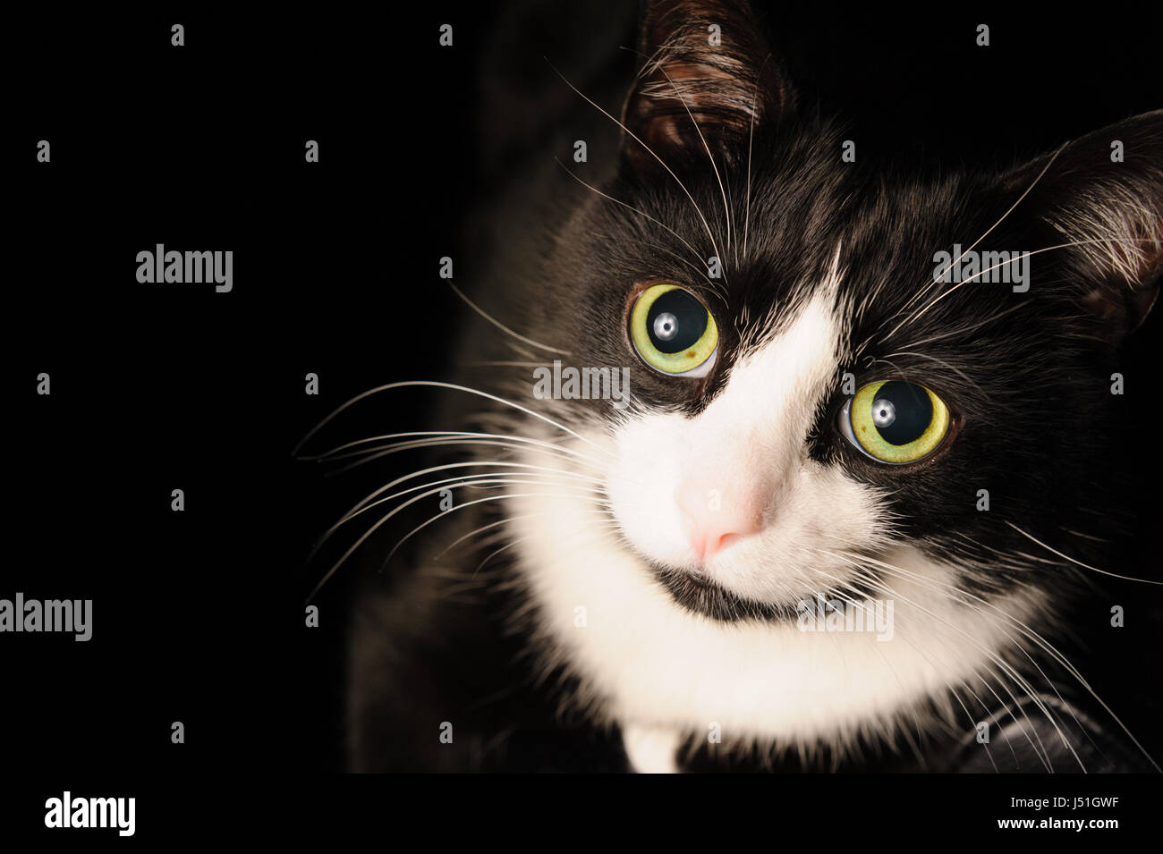 A black and white cat with a charming adorable look and green eyes is ...