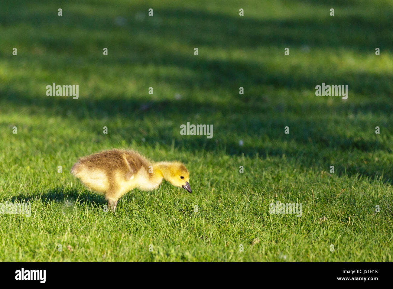 Yellow and brown gosling hi res stock photography and images Alamy