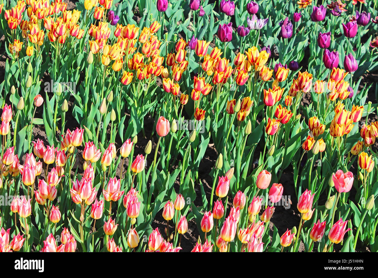 Beautiful tulips in the spring garden Stock Photo - Alamy