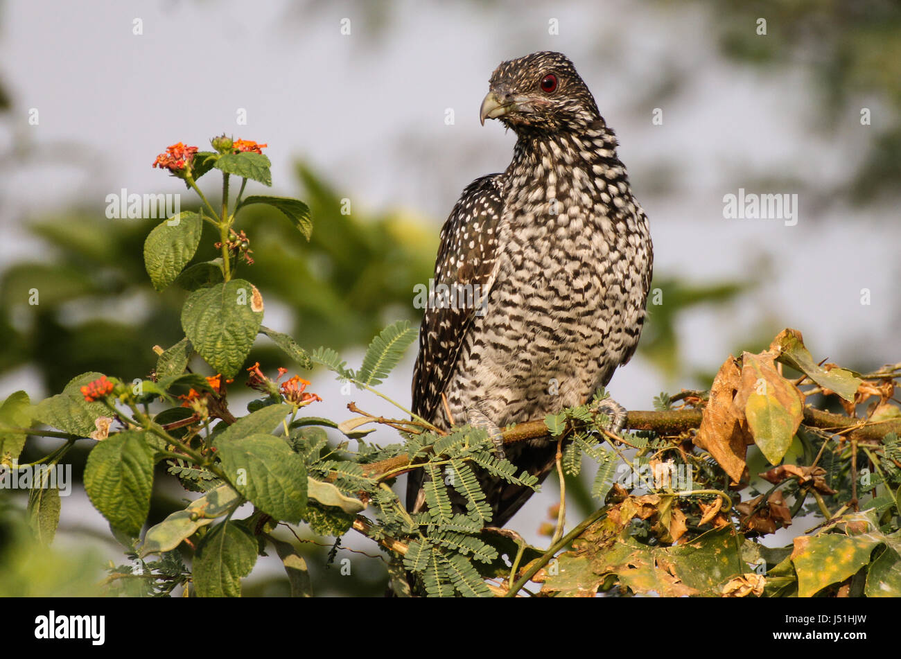 Asian Koel on Tree Stock Photo