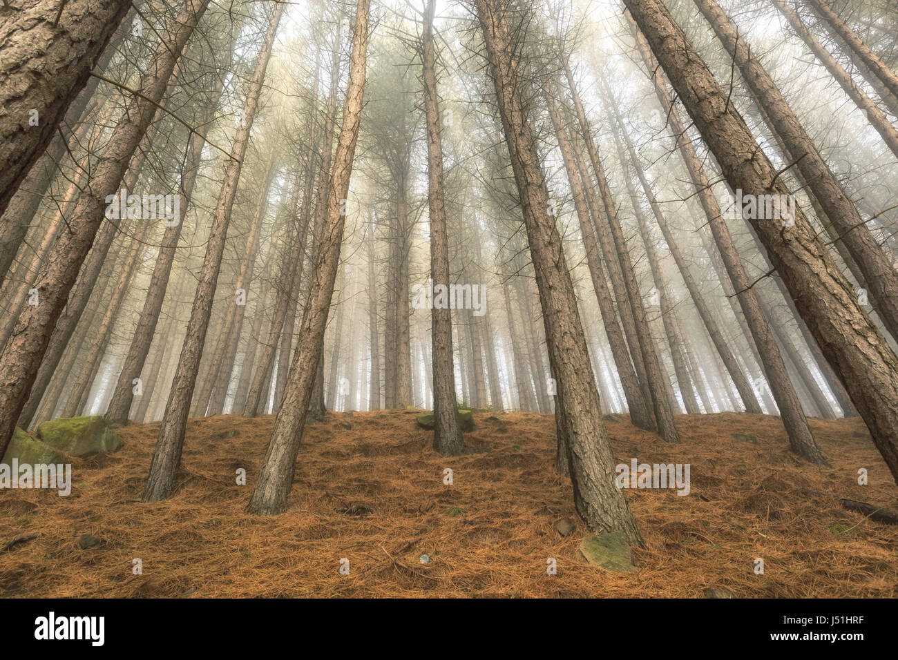Vertical photo of dry pine trees in a forest with fog Stock Photo - Alamy