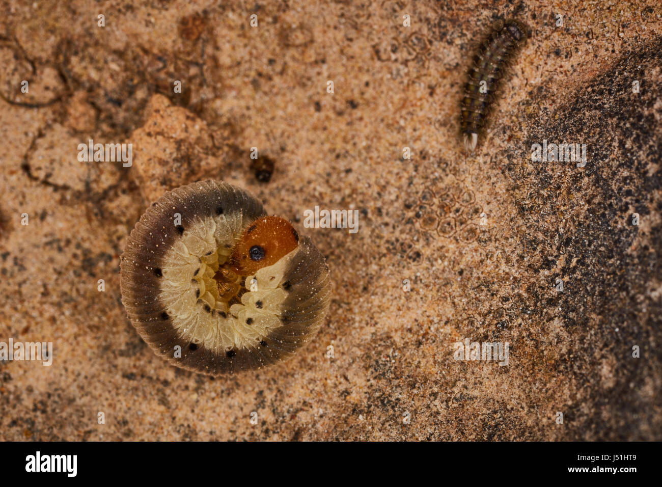 symphyta maggon bug close up macro photo Stock Photo - Alamy