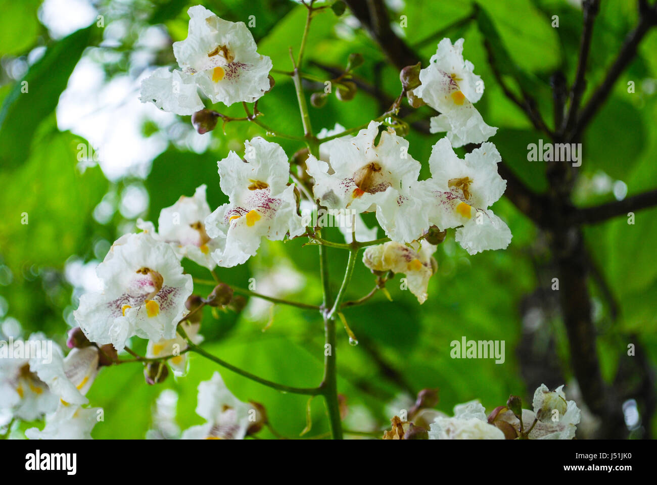 Catalpa Bloom Stock Photo
