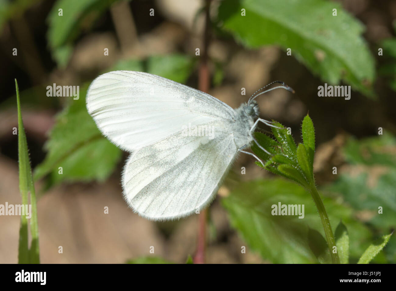 Close-up of wood white butterfly (Leptidea sinapis) in Surrey woodland Stock Photo