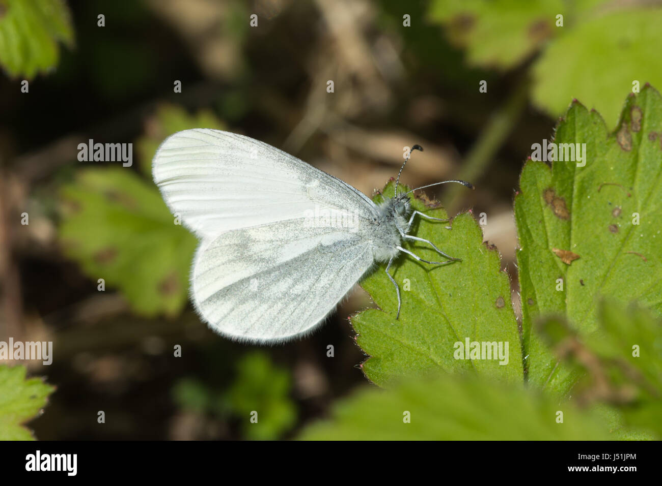 Close-up of wood white butterfly (Leptidea sinapis) in Surrey woodland Stock Photo