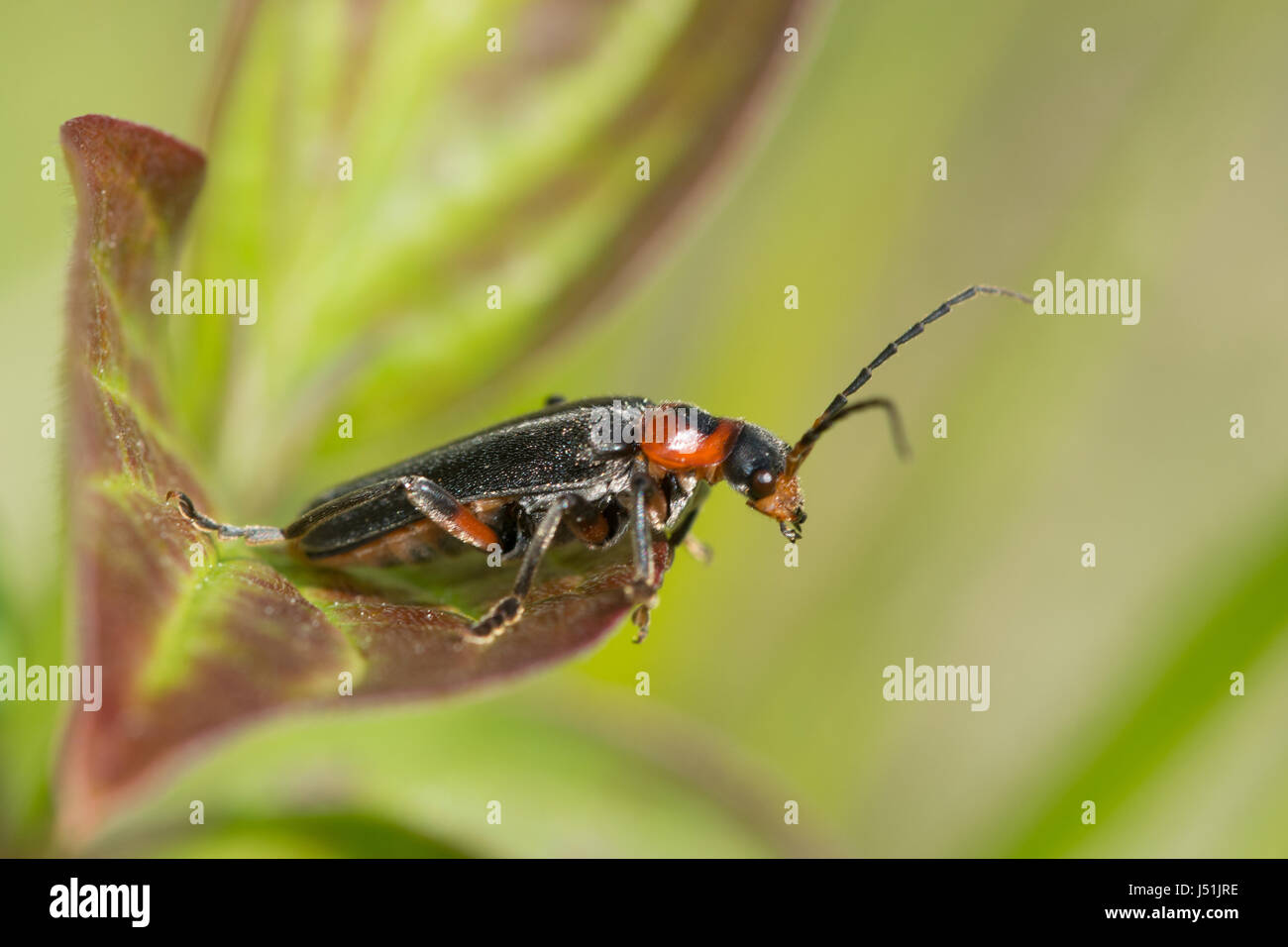 Closeup of soldier beetle, UK Stock Photo Alamy