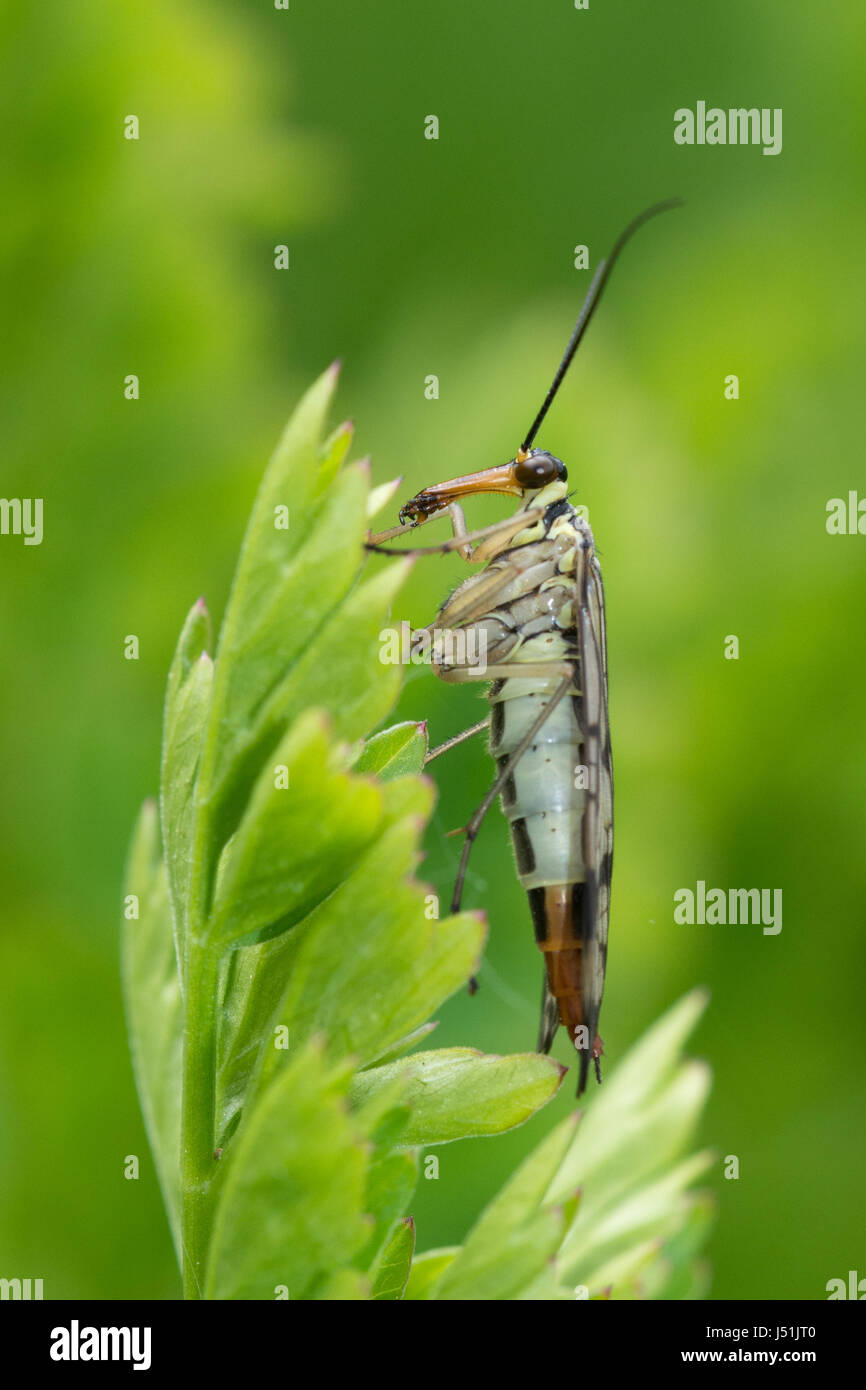 Close-up of scorpion fly (Panorpa communis), UK Stock Photo