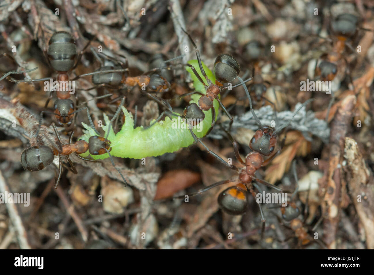 Close-up of wood ants (Formica rufa) carrying green caterpillar to nest Stock Photo