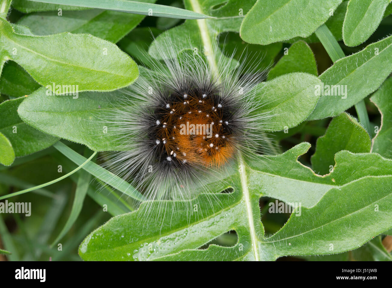 Garden Tiger Moth Caterpillar Arctia Caja Also Known As A Woolly 