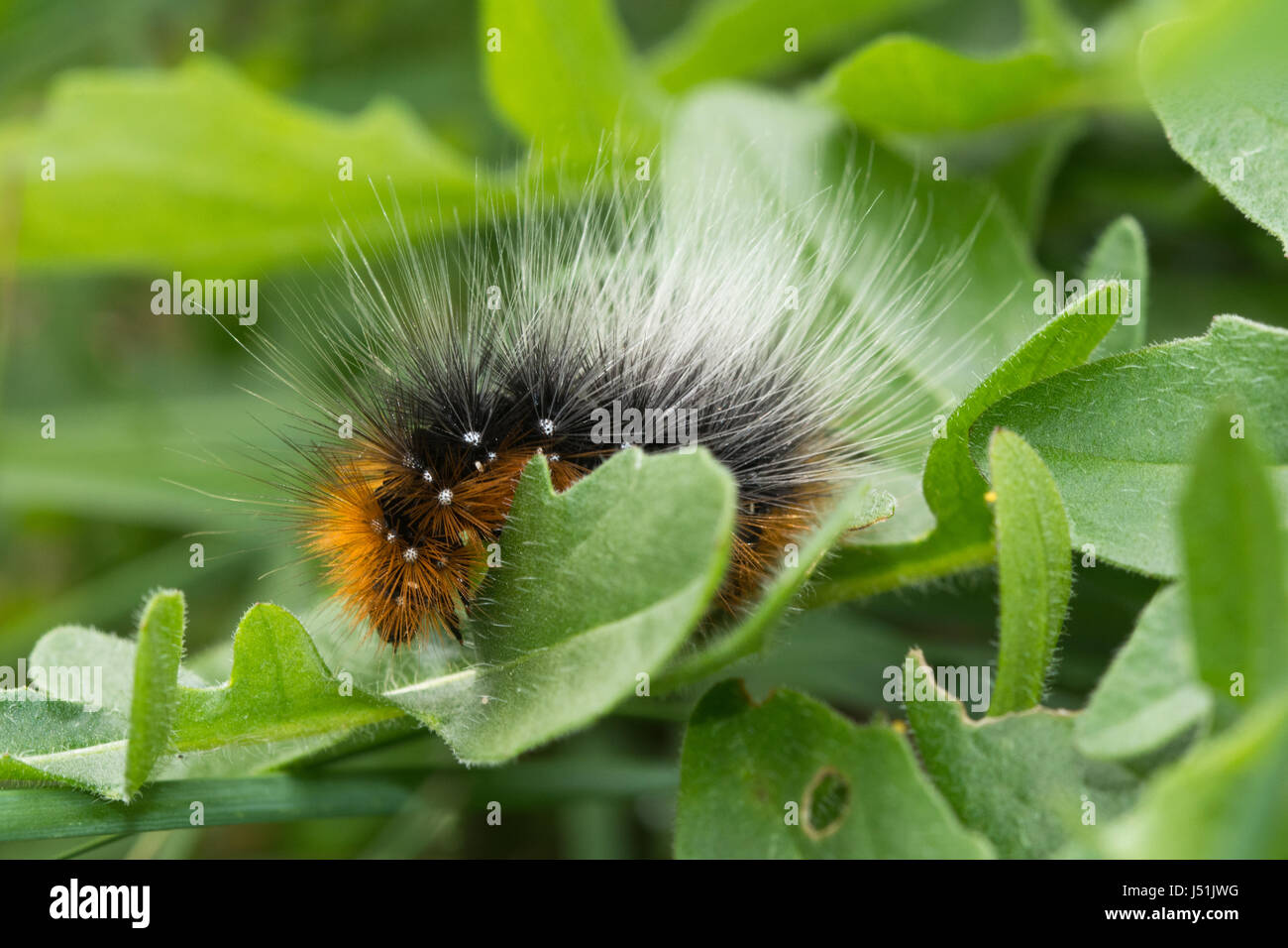 Garden Tiger Moth Caterpillar Arctia Caja Also Known As A Woolly 