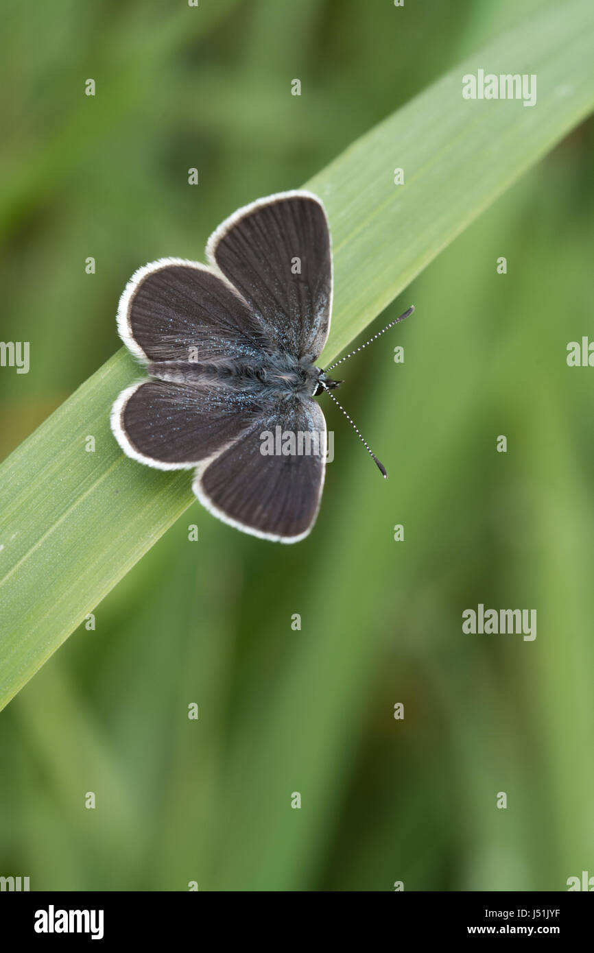 Small blue butterfly (Cupido minimus) resting on grass Stock Photo