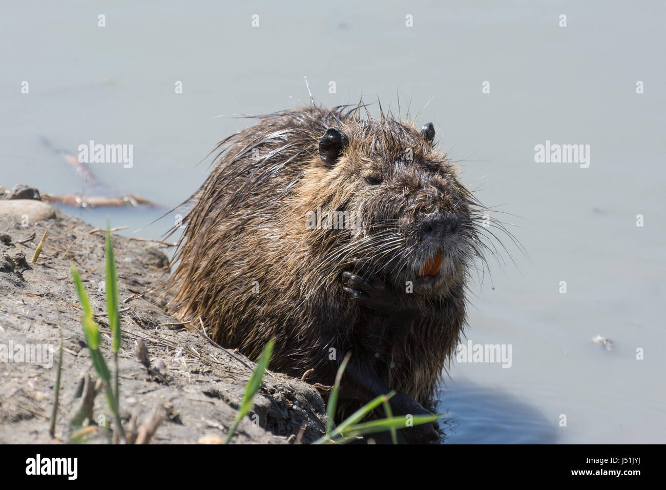 A Coypu, a large, aquatic rodent, sits in water at the edge of a muddy bank. Stock Photo