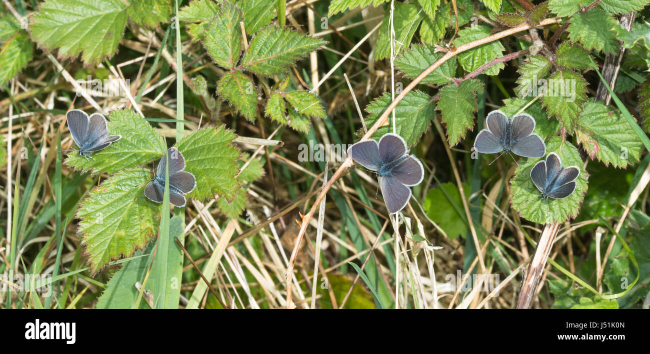 Small blue butterflies (Cupido minimus) - five butterflies close together Stock Photo
