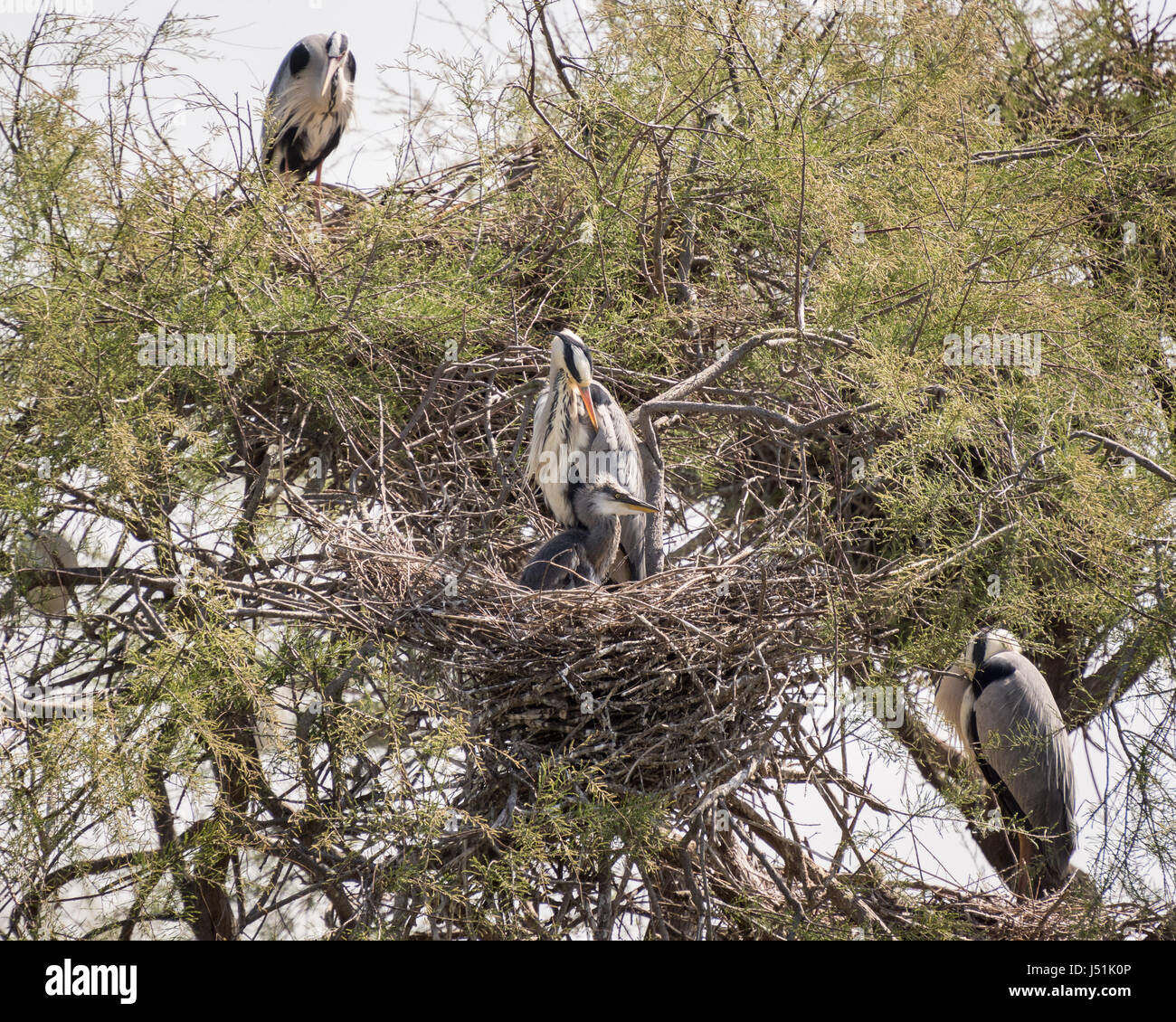 Grey herons on their nests in a heronry. The central nest contains a juvenile bird and parent. Stock Photo