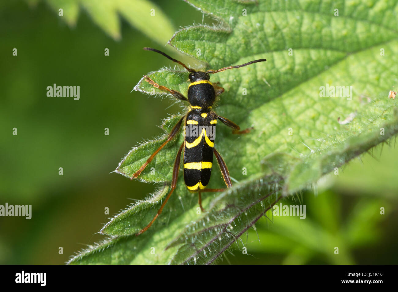Wasp beetle (Clytus arietis), a wasp-mimicking longhorn beetle, UK Stock Photo