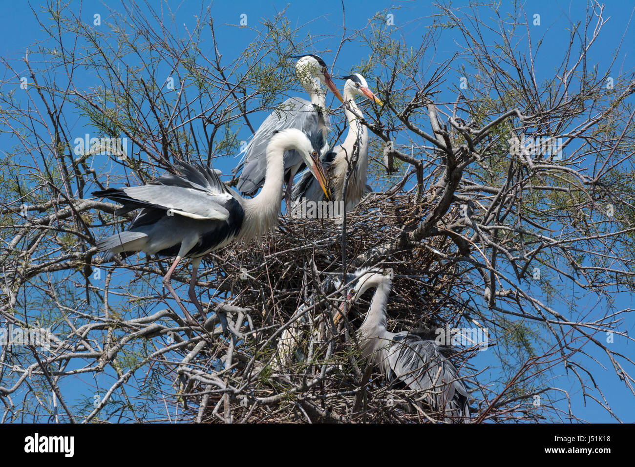 Four grey herons living in a breeding colony. One bird has nesting