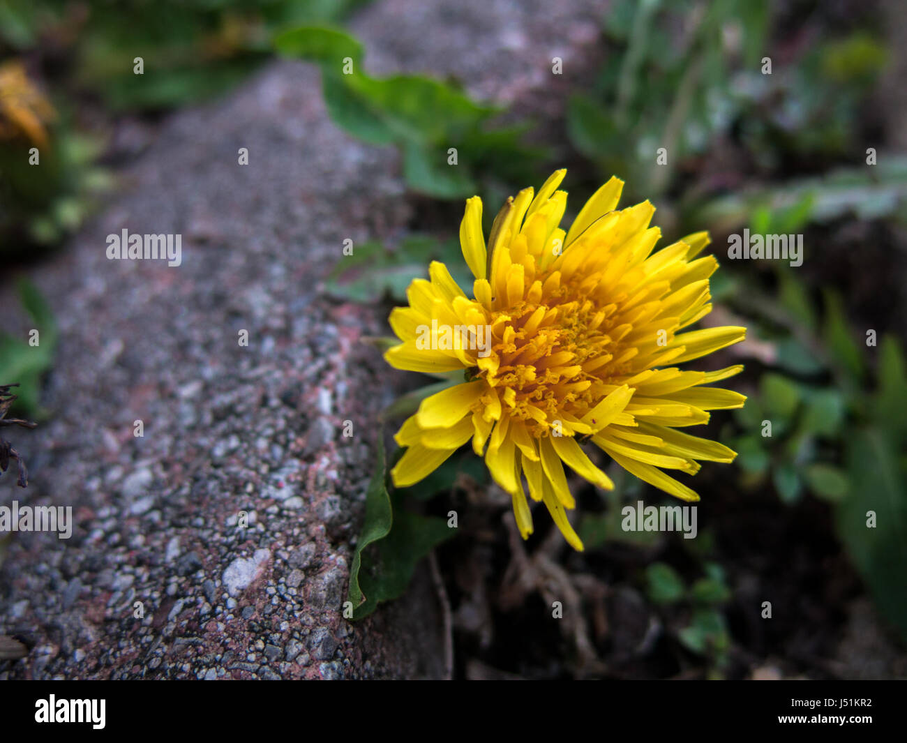 Dandelions grow in between concrete block driveway Stock Photo - Alamy