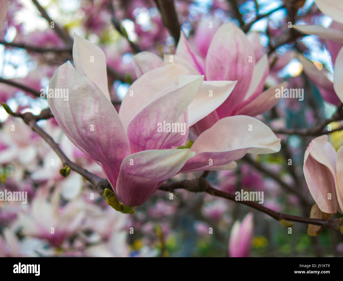 Pink White Magnolia x Soulangeana Blossom in Early Spring Garden Stock Photo