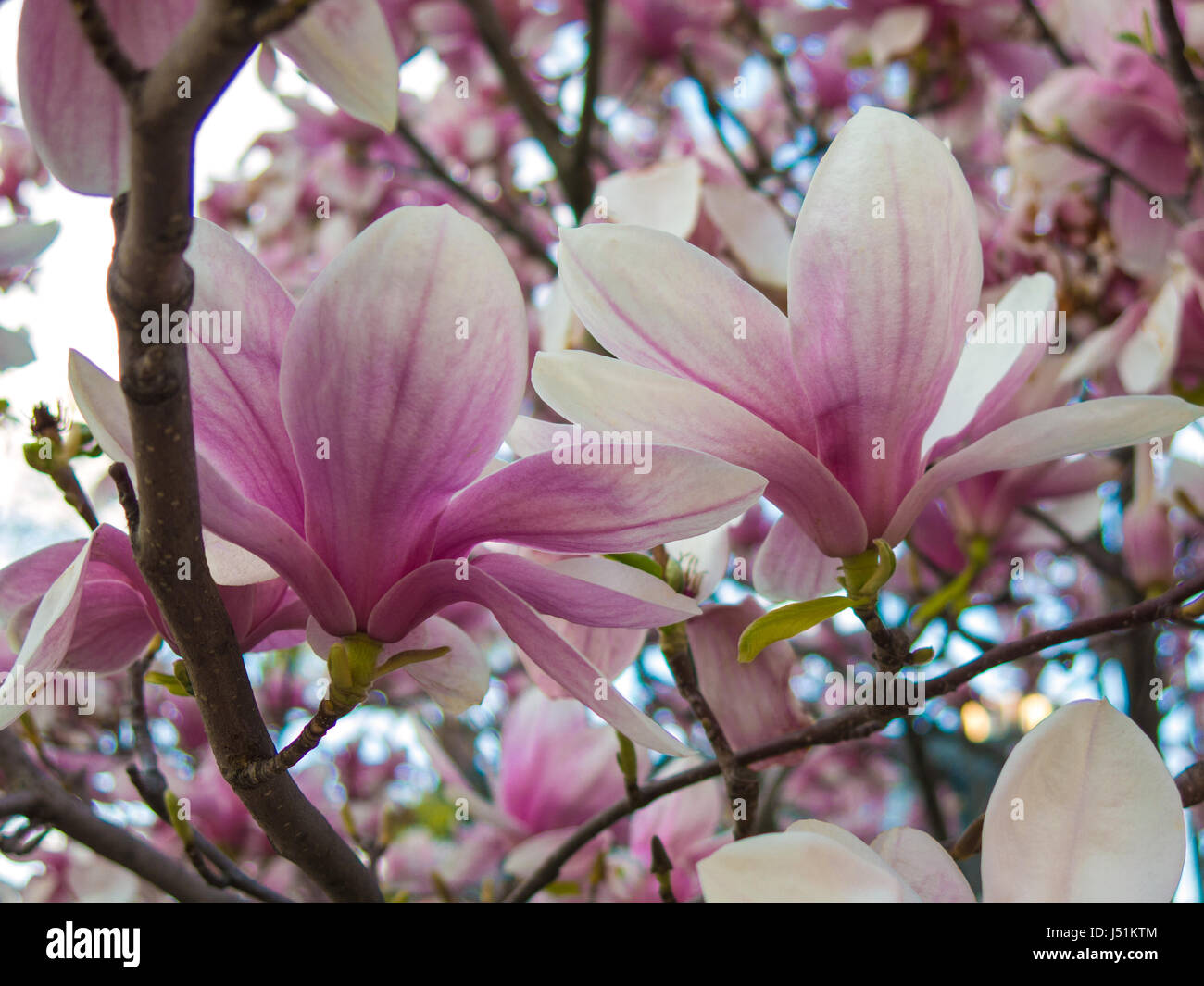 Pink White Magnolia x Soulangeana Blossom in Early Spring Garden Stock Photo