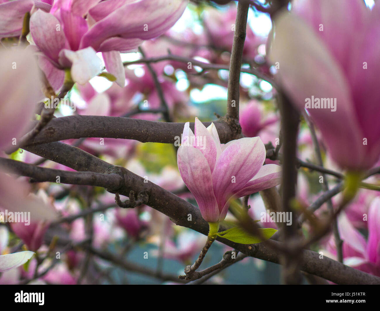 Pink White Magnolia x Soulangeana Blossom in Early Spring Garden Stock ...