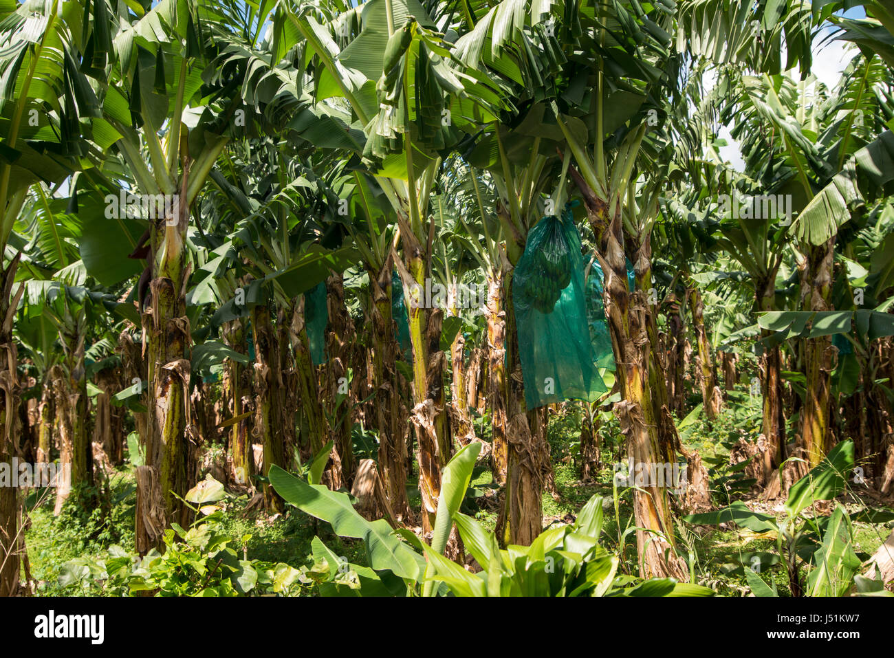 banana plantation Stock Photo Alamy