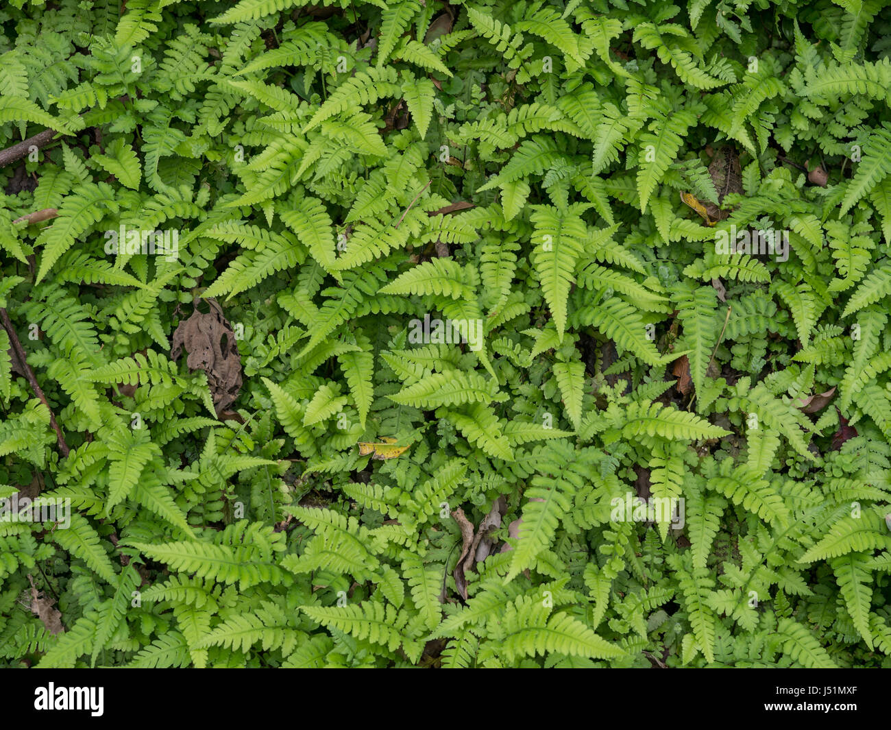 Background from the green fern leaves Stock Photo