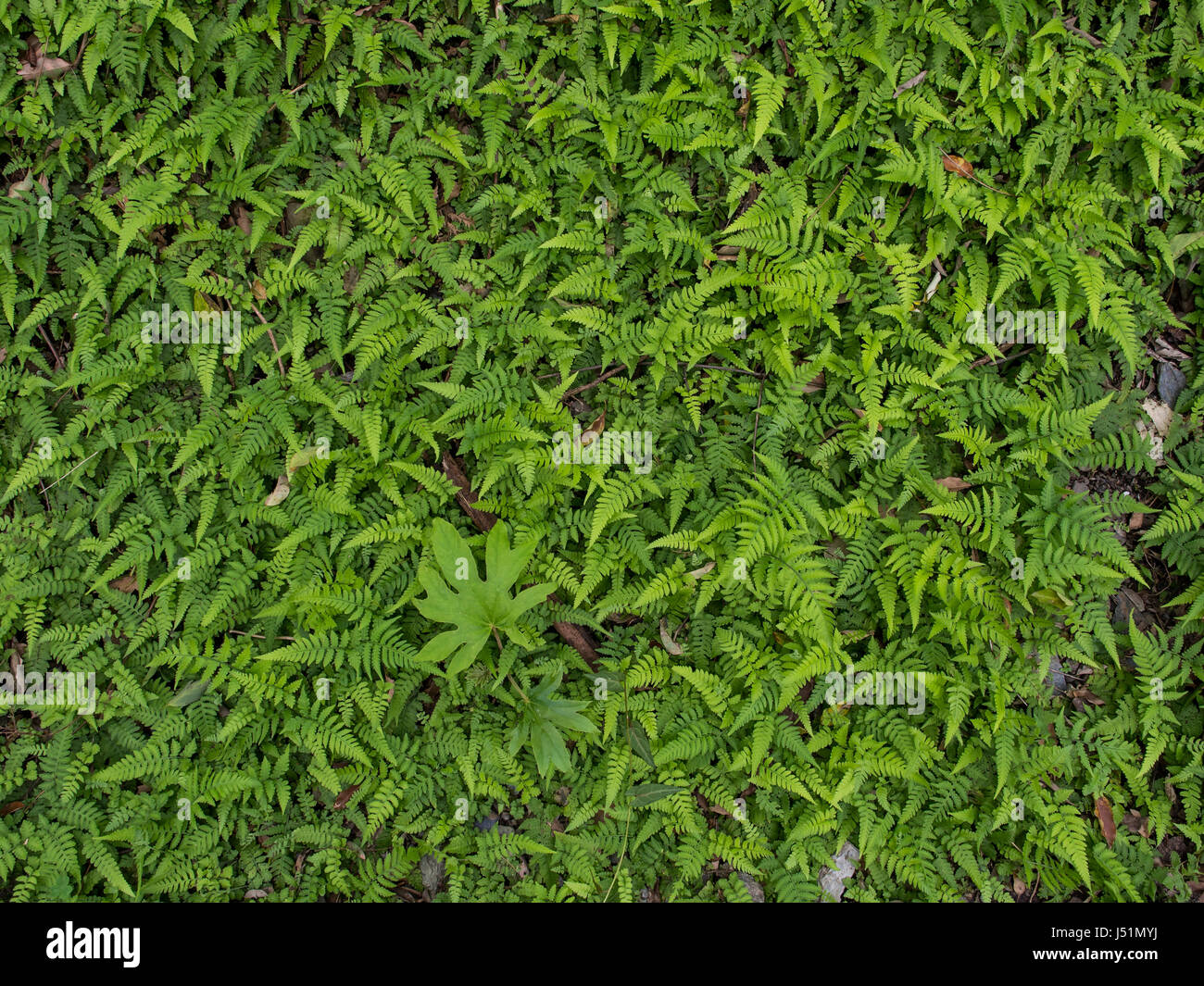 Background from the green fern leaves Stock Photo