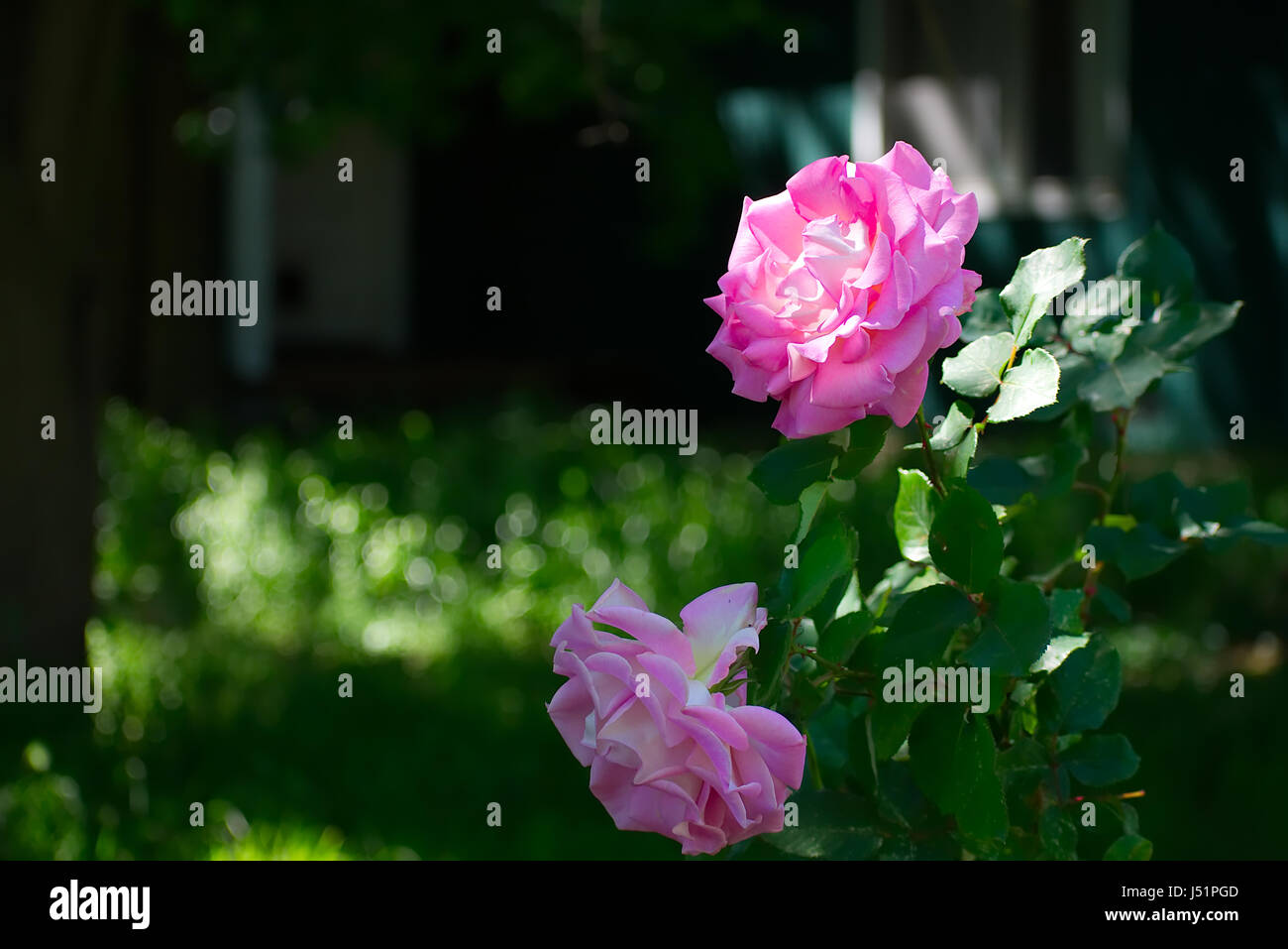 Pink rose bush in sunlight Stock Photo Alamy