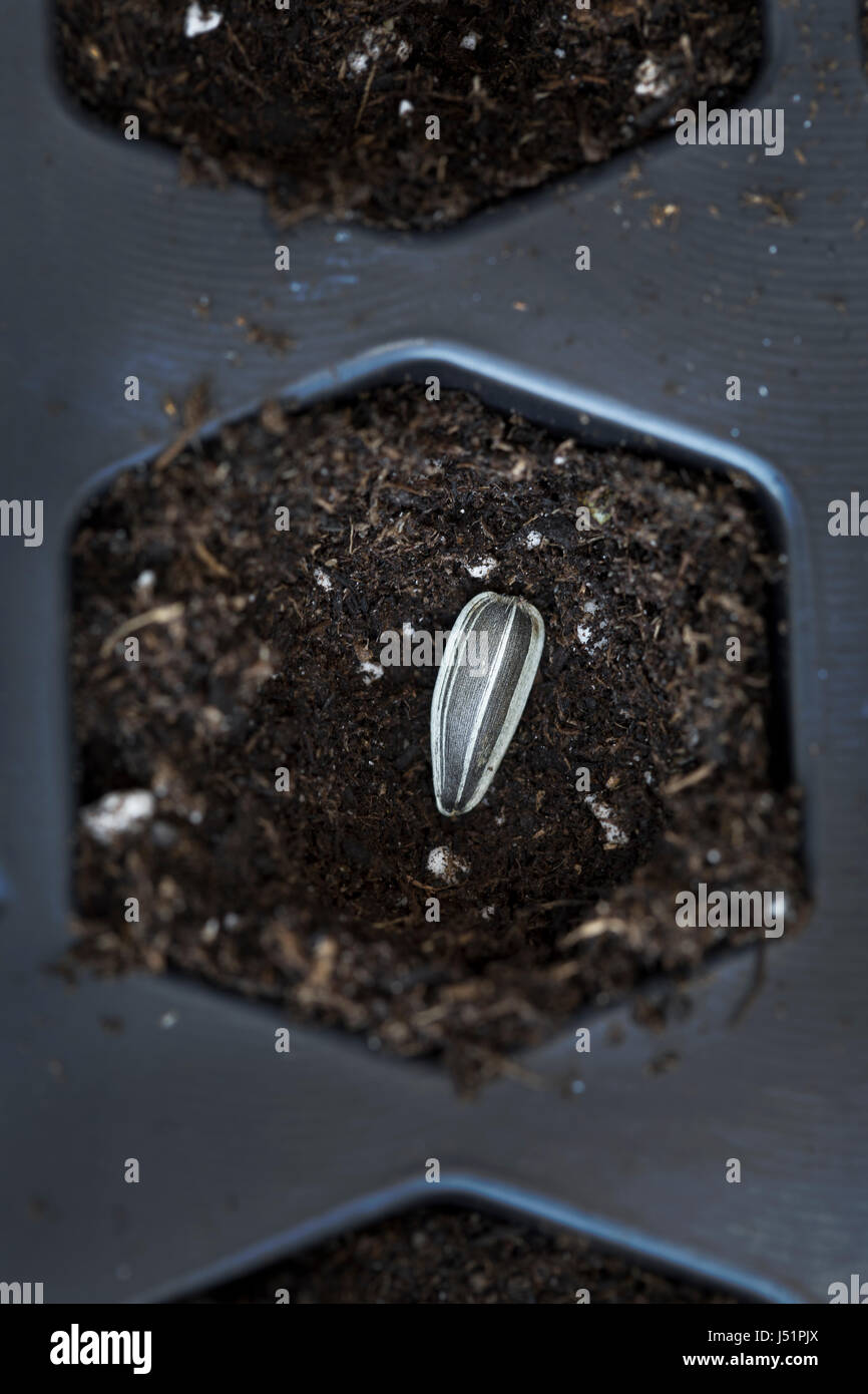 Sunflower seeds soil hires stock photography and images Alamy